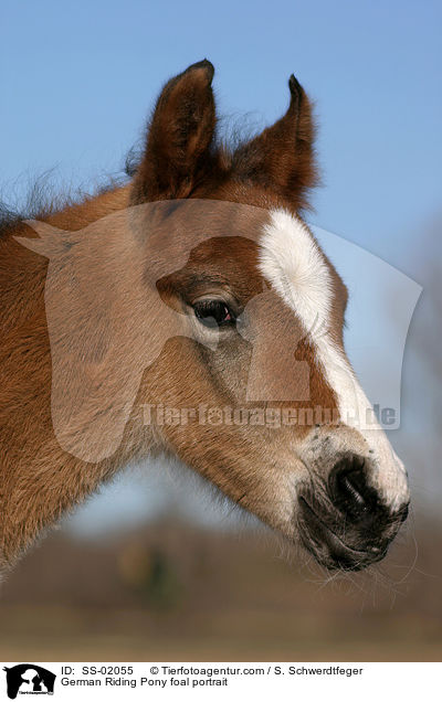 German Riding Pony foal portrait / SS-02055