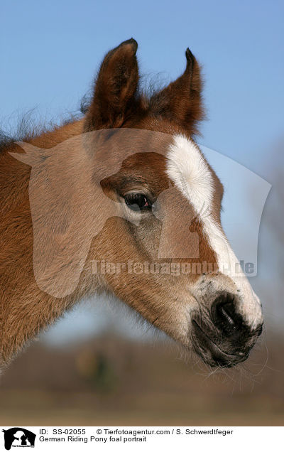 Deutsches Reitpony Fohlen / pony foal / SS-02055