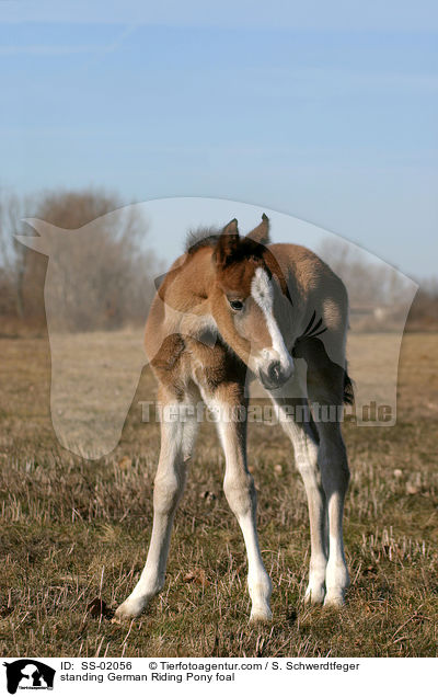 standing German Riding Pony foal / SS-02056