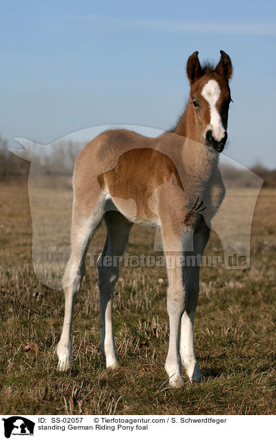 standing German Riding Pony foal / SS-02057