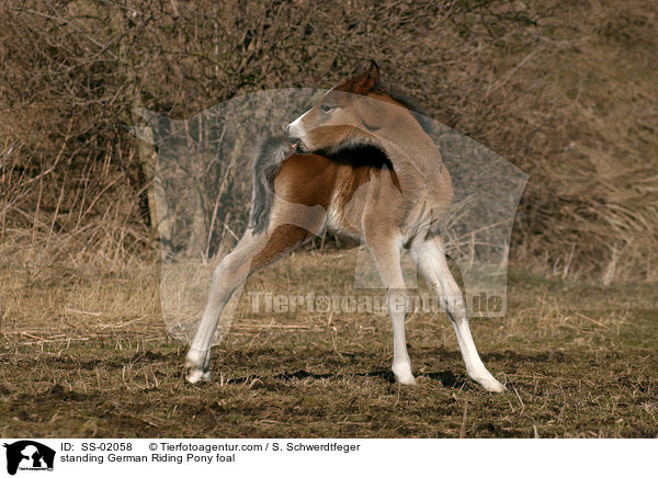 Deutsches Reitpony Fohlen / pony foal / SS-02058