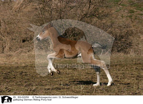 galoppierendes Deutsches Reitpony Fohlen / galloping pony foal / SS-02059