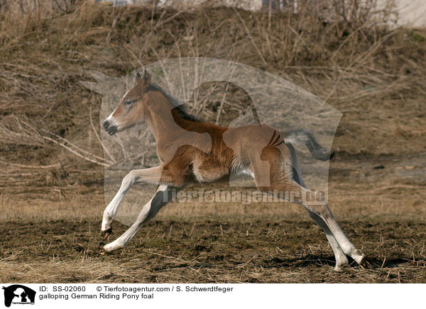 galloping German Riding Pony foal / SS-02060