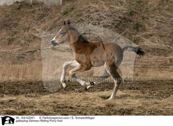 galoppierendes Deutsches Reitpony Fohlen / galloping pony foal / SS-02061