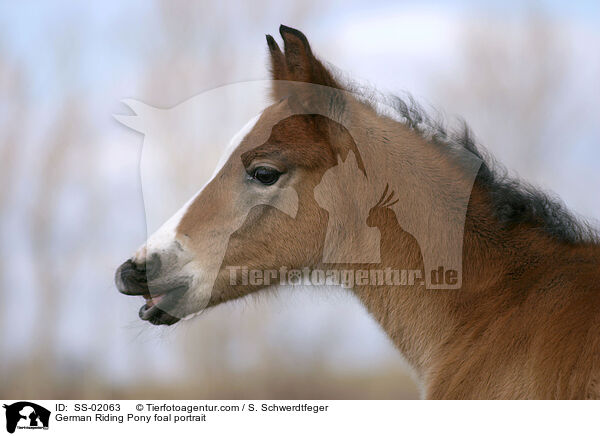 German Riding Pony foal portrait / SS-02063