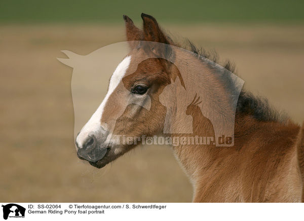 German Riding Pony foal portrait / SS-02064