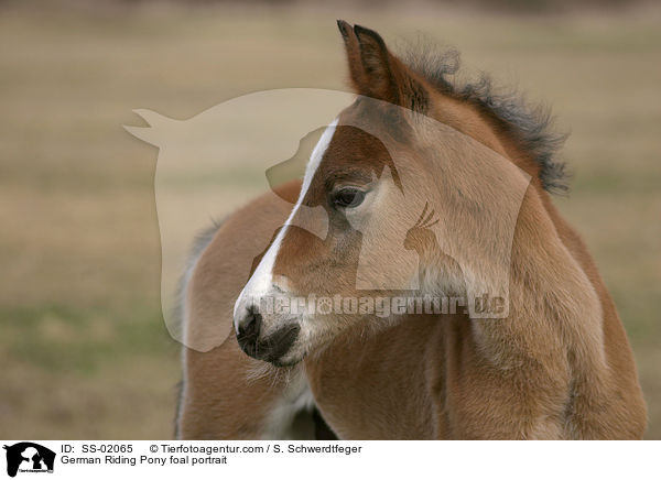 German Riding Pony foal portrait / SS-02065