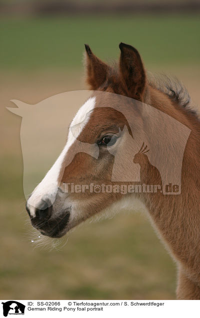 German Riding Pony foal portrait / SS-02066
