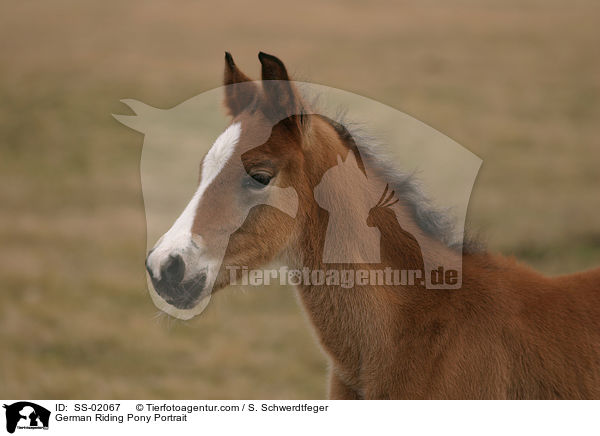 German Riding Pony Portrait / SS-02067