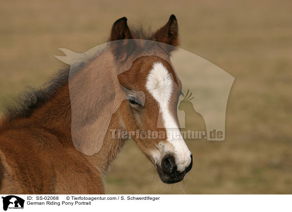 German Riding Pony Portrait / SS-02068