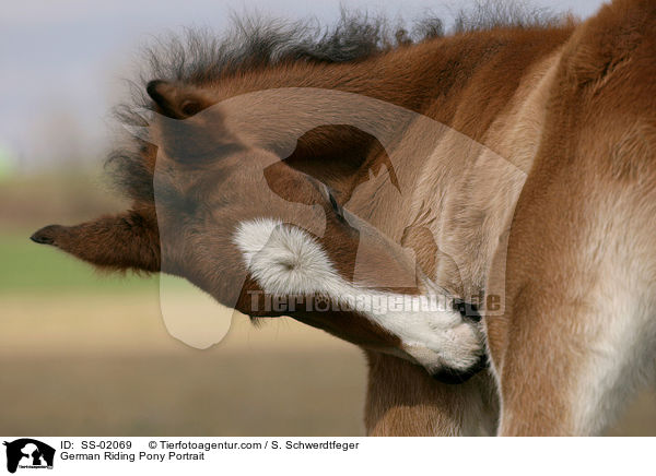 German Riding Pony Portrait / SS-02069