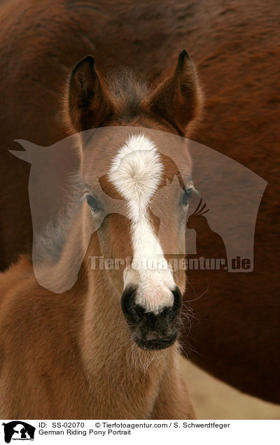 German Riding Pony Portrait / SS-02070