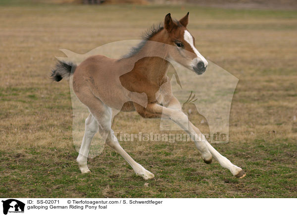 galoppierendes Deutsches Reitpony Fohlen / galloping pony foal / SS-02071