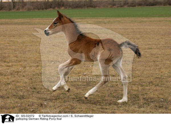 galoppierendes Deutsches Reitpony Fohlen / galloping pony foal / SS-02072