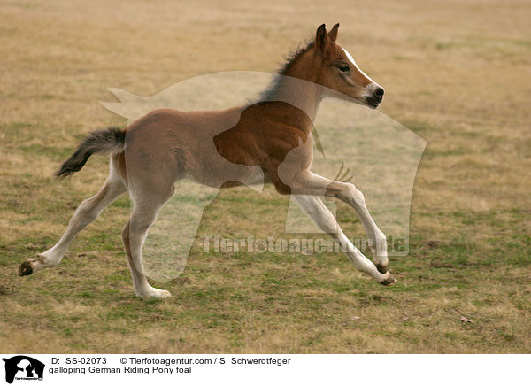 galoppierendes Deutsches Reitpony Fohlen / galloping pony foal / SS-02073