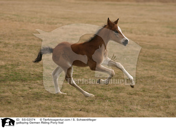 galoppierendes Deutsches Reitpony Fohlen / galloping pony foal / SS-02074