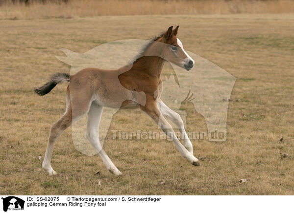 galoppierendes Deutsches Reitpony Fohlen / galloping pony foal / SS-02075