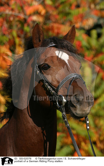 portrait of a German Riding Pony stallion / SS-02076