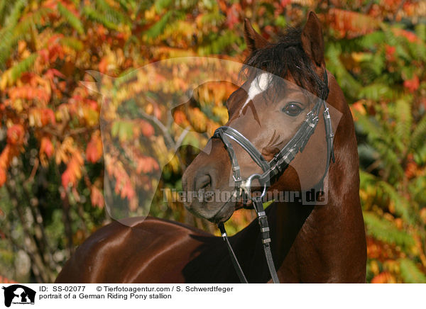 Reitpony Hengst im Portrait / portrait of a stallion / SS-02077