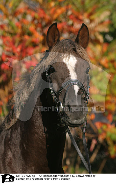 portrait of a German Riding Pony stallion / SS-02078
