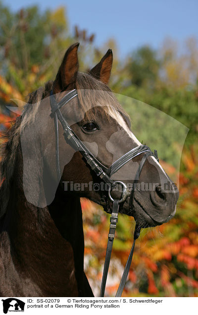 Reitpony Hengst im Portrait / portrait of a stallion / SS-02079