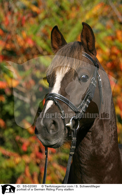 portrait of a German Riding Pony stallion / SS-02080