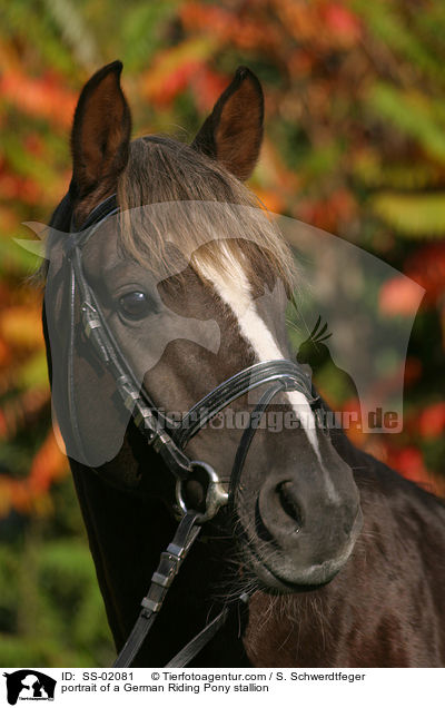 portrait of a German Riding Pony stallion / SS-02081