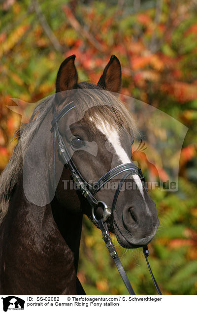 portrait of a German Riding Pony stallion / SS-02082