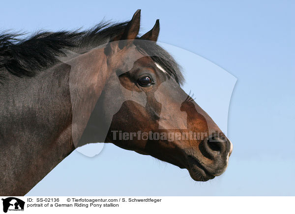 portrait of a German Riding Pony stallion / SS-02136