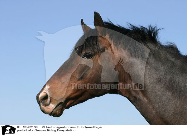 portrait of a German Riding Pony stallion / SS-02138