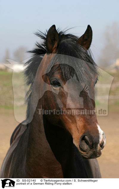 portrait of a German Riding Pony stallion / SS-02140