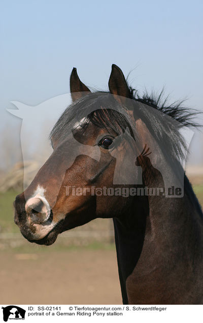 Deutsches Reitpony im Portrait / pony portrait / SS-02141