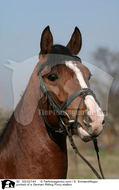 Deutsches Reitpony im Portrait / pony portrait / SS-02144