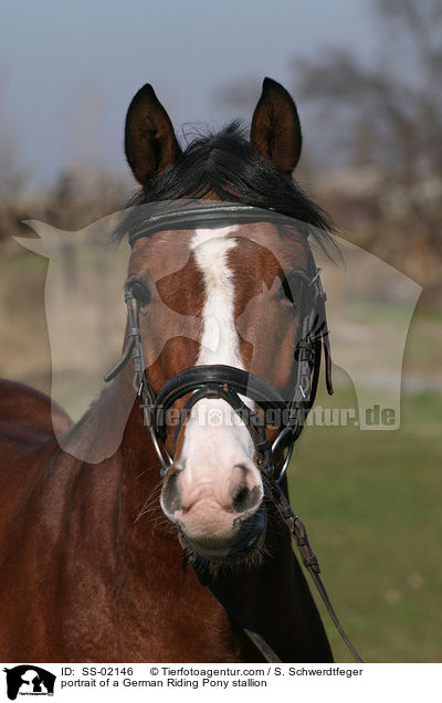 portrait of a German Riding Pony stallion / SS-02146