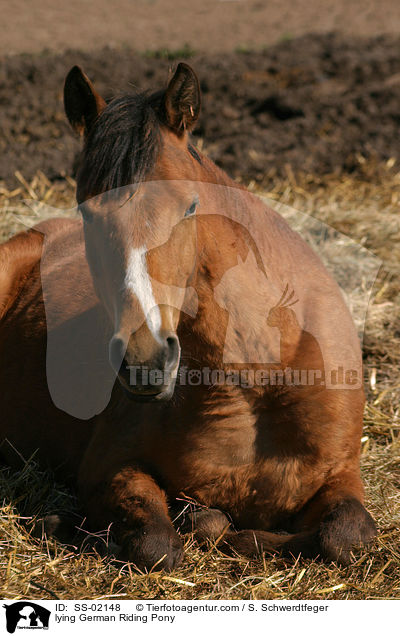 liegendes Deutsches Reitpony / Deutsches Reitplying pony / SS-02148