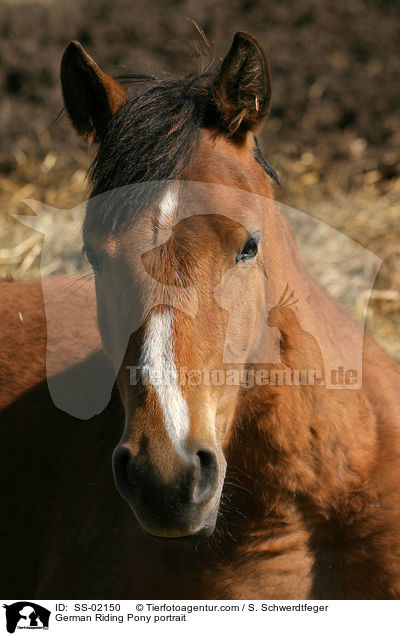 Deutsches Reitpony Portrait / Pony portrait / SS-02150