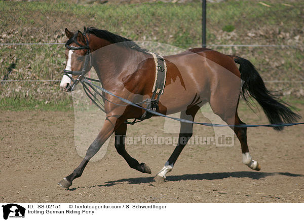 trabendes Deutsches Reitpony / trotting pony / SS-02151