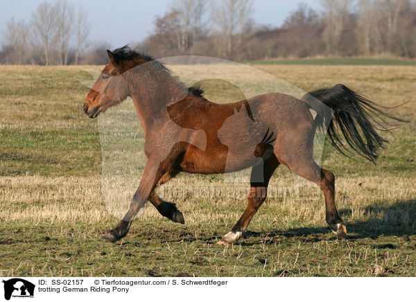 trotting German Riding Pony / SS-02157