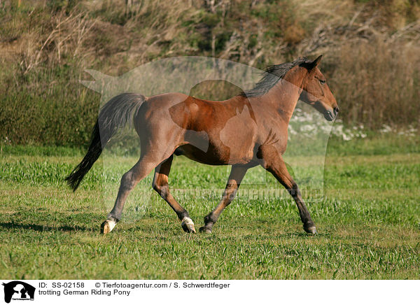 Deutsches Reitpony im Trab / trotting pony / SS-02158