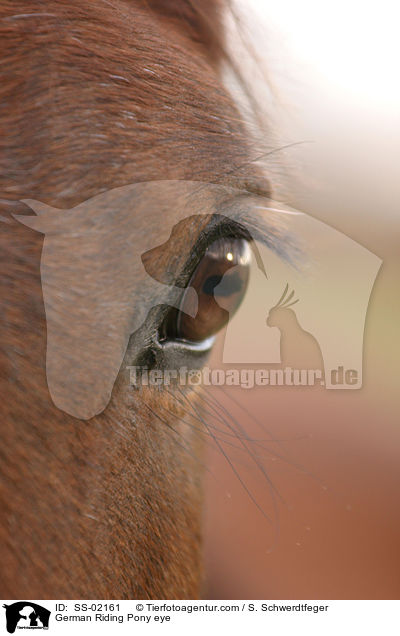 German Riding Pony eye / SS-02161
