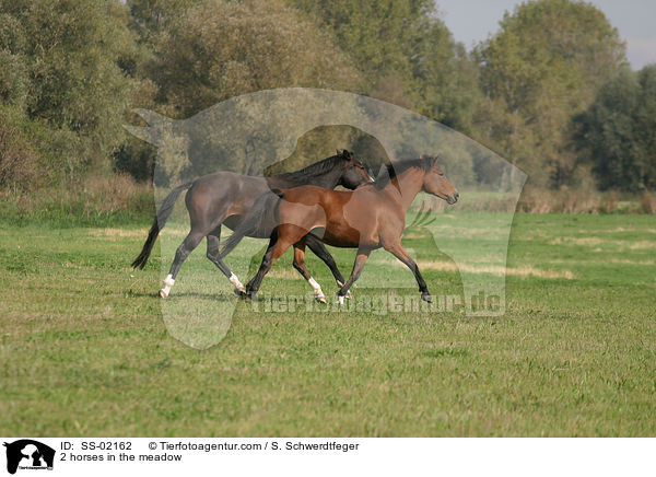 2 horses in the meadow / SS-02162