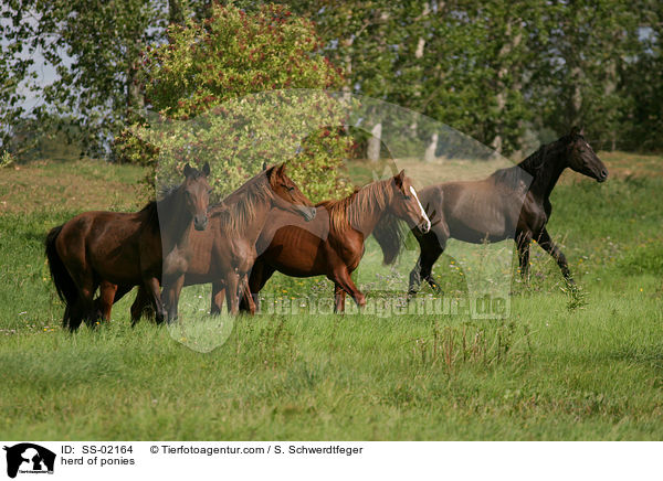 Pony Herde / herd of ponies / SS-02164