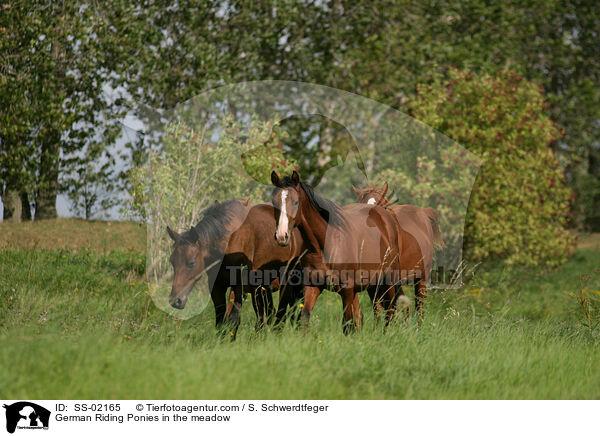 German Riding Ponies in the meadow / SS-02165