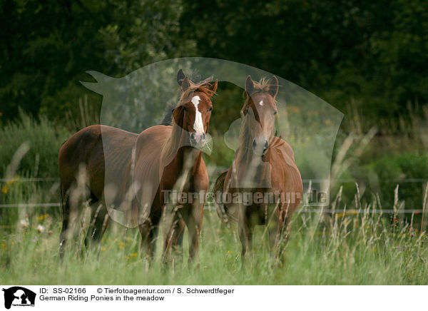 German Riding Ponies in the meadow / SS-02166