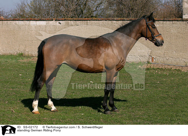 standing German Riding Pony / SS-02172