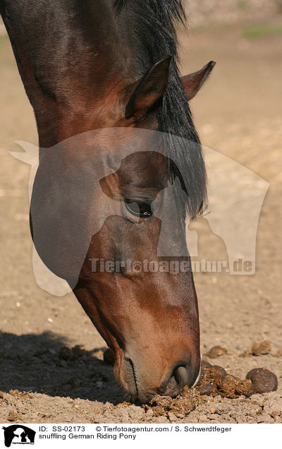 Deutsches Reitpony beschnuppert Pferdeppel / snuffling Pony / SS-02173