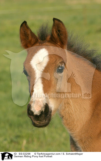 German Riding Pony foal Portrait / SS-02298