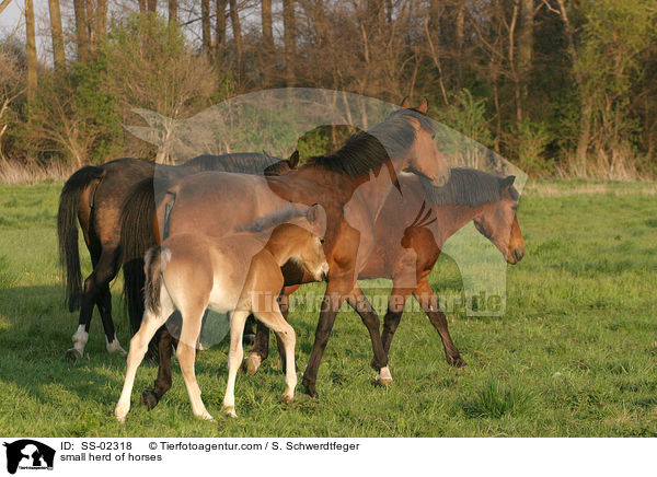 kleine Pferdeherde / small herd of horses / SS-02318