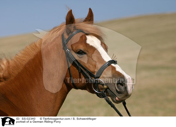 portrait of a German Riding Pony / SS-02340