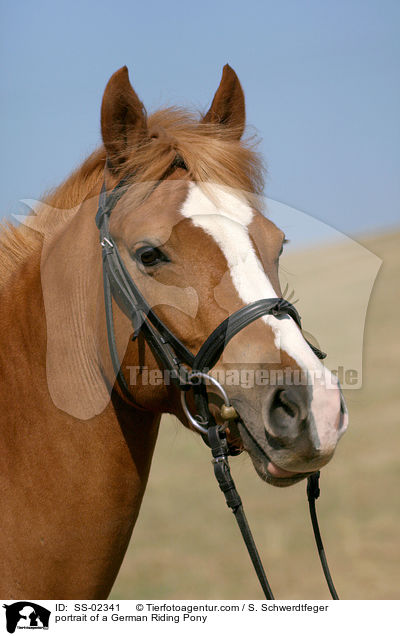 portrait of a German Riding Pony / SS-02341